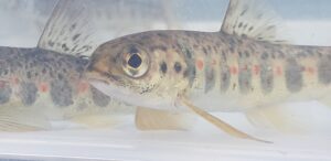 Juvenile Atlantic salmon