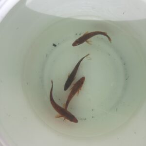 Effects of size and temperature on cod movement