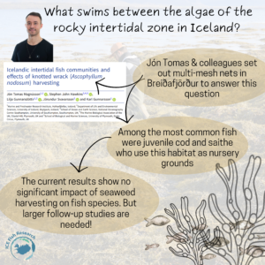 What swims between the algae of the rocky intertidal zone?