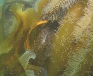 Dive Surveys Alongside Beach Seining Help Locate Young Atlantic Cod and Saithe in Shallow Coastal Areas
