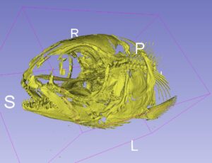 Let’s micro-CT scan some fish heads