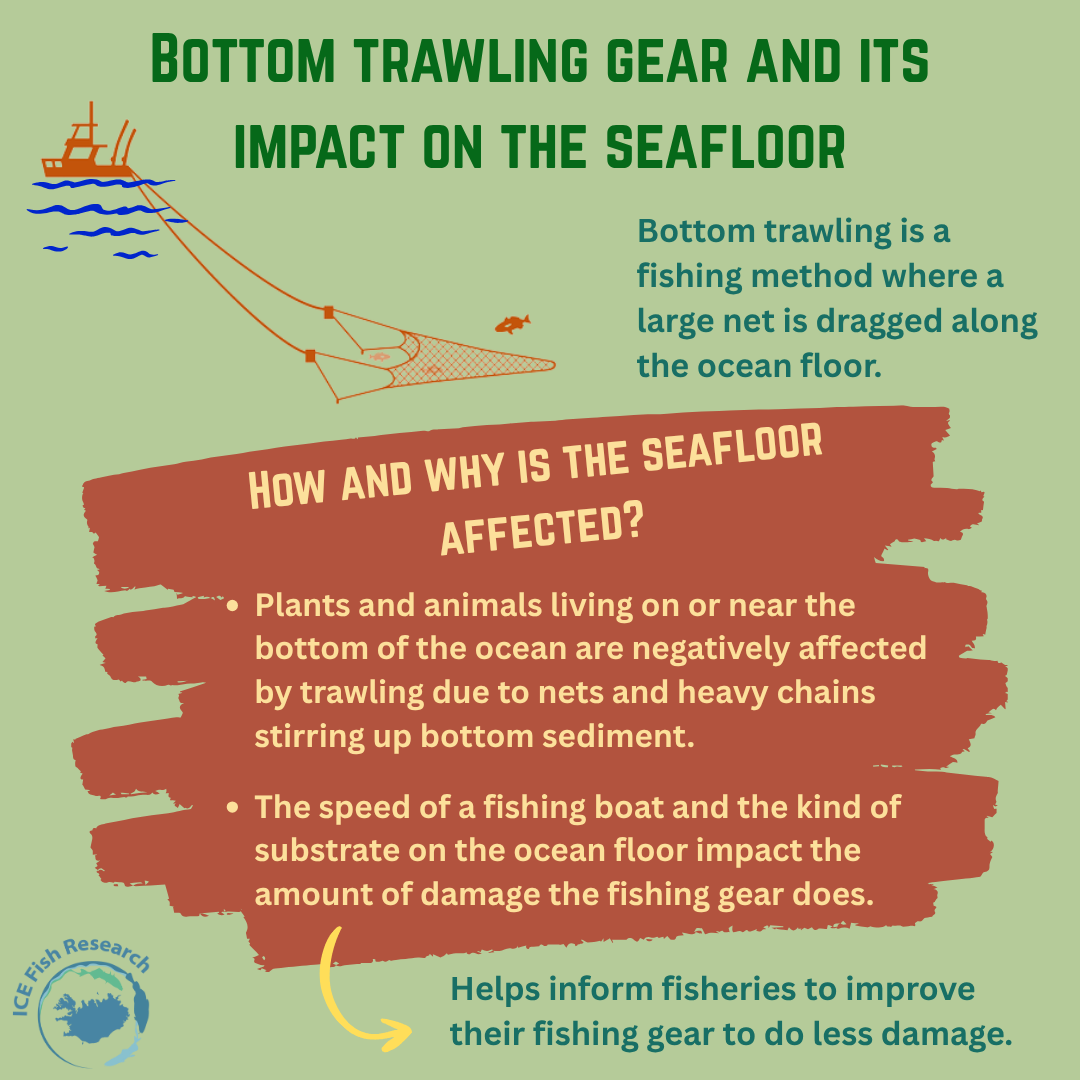 Bottom trawling gear and its impact on the seafloor