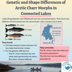 Genetic and Shape Differences of Arctic Charr Morphs in Connected Lakes