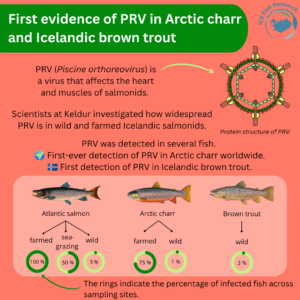 First evidence of PRV in Arctic charr and Icelandic brown trout