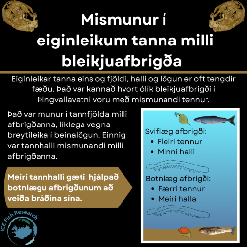 1x1_tennur